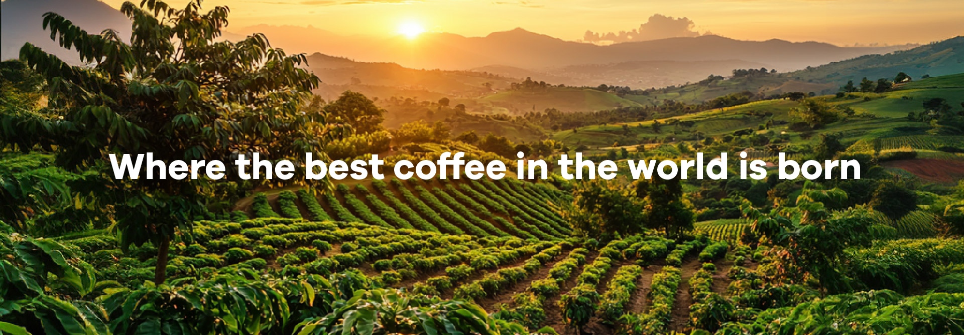 Read more about the article Why does Buencafé make the best coffee in Colombia?