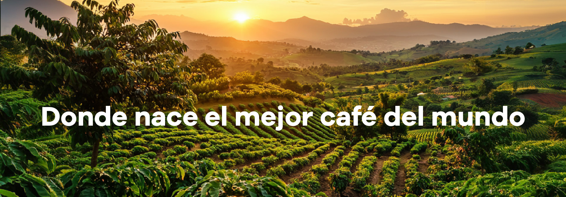 Lee más sobre el artículo Why does Buencafé make the best coffee in Colombia?