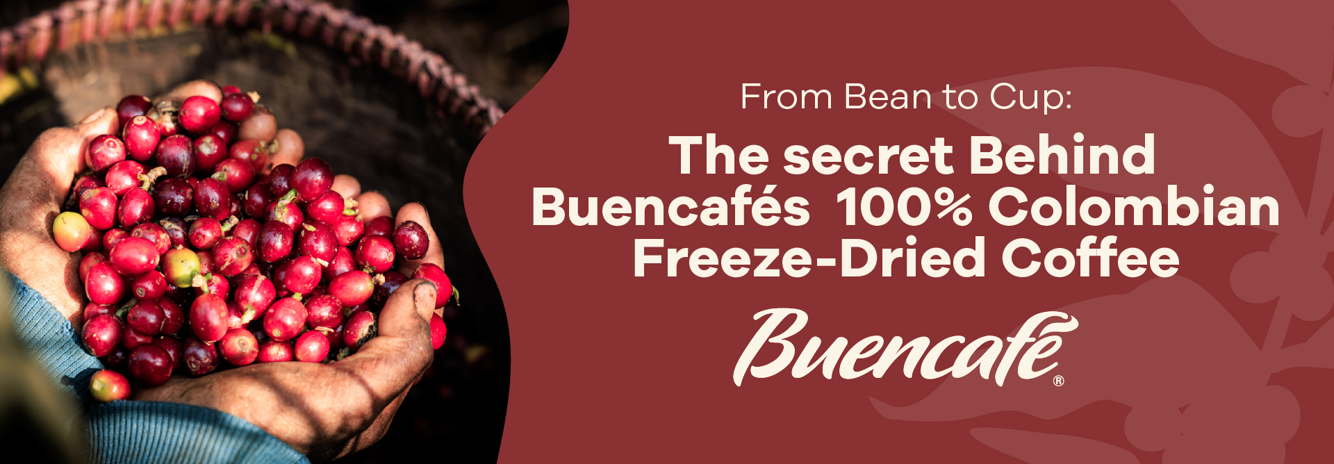 Read more about the article From Bean to Cup: The Secret Behind Buencafé’s 100% Colombian Freeze-Dried Coffee