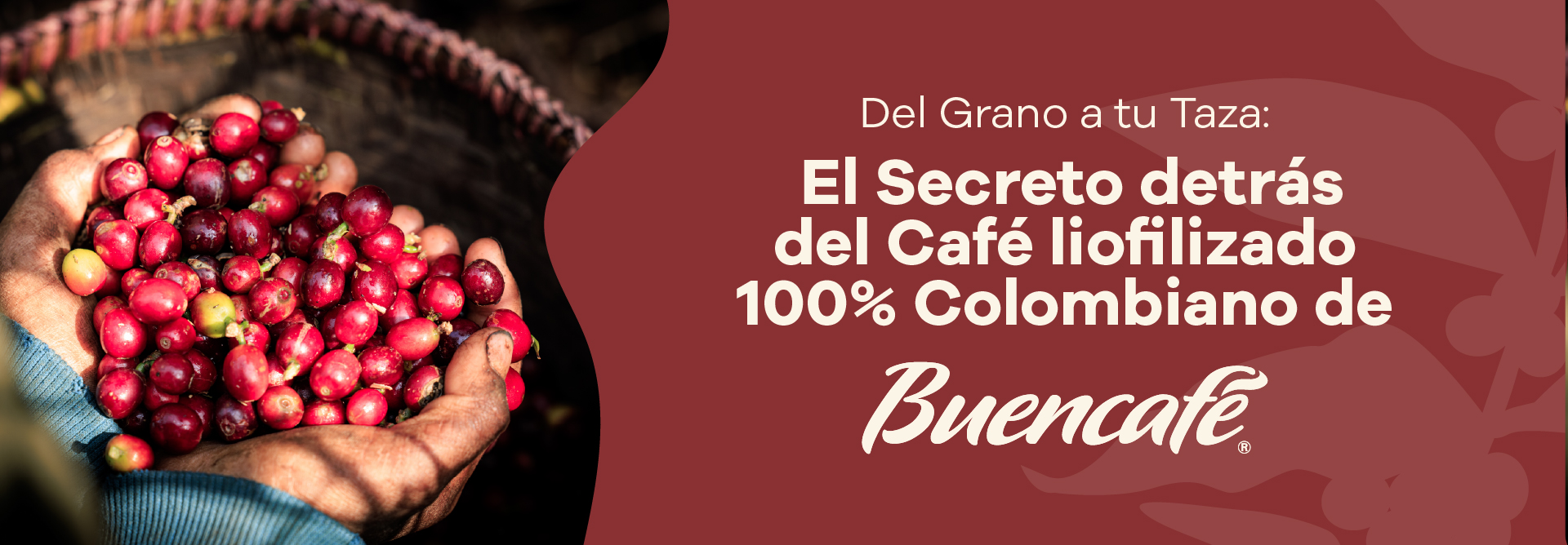 Lee más sobre el artículo From Bean to Cup: The Secret Behind Buencafé’s 100% Colombian Freeze-Dried Coffee
