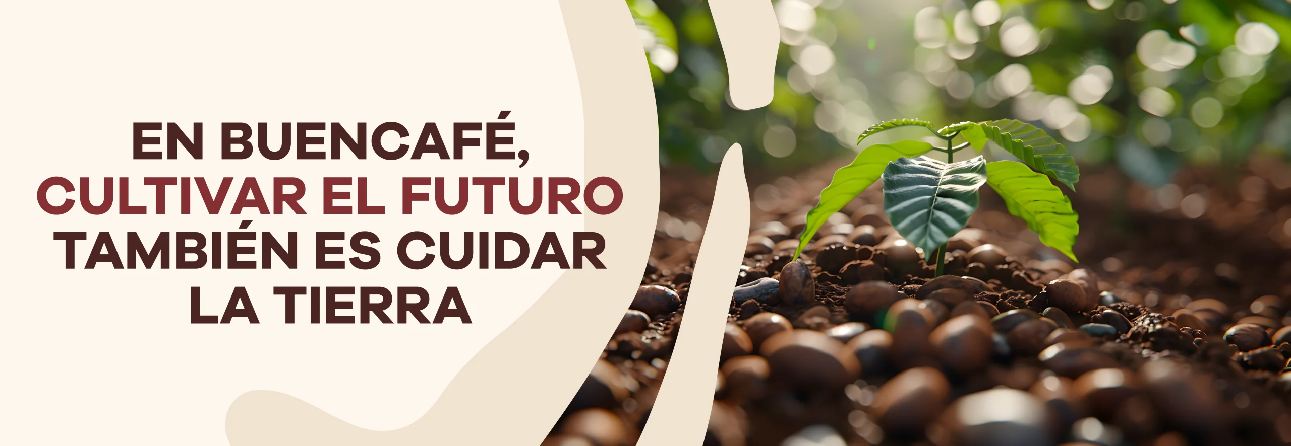 Lee más sobre el artículo At Buencafé, cultivating the future also means caring for the Earth