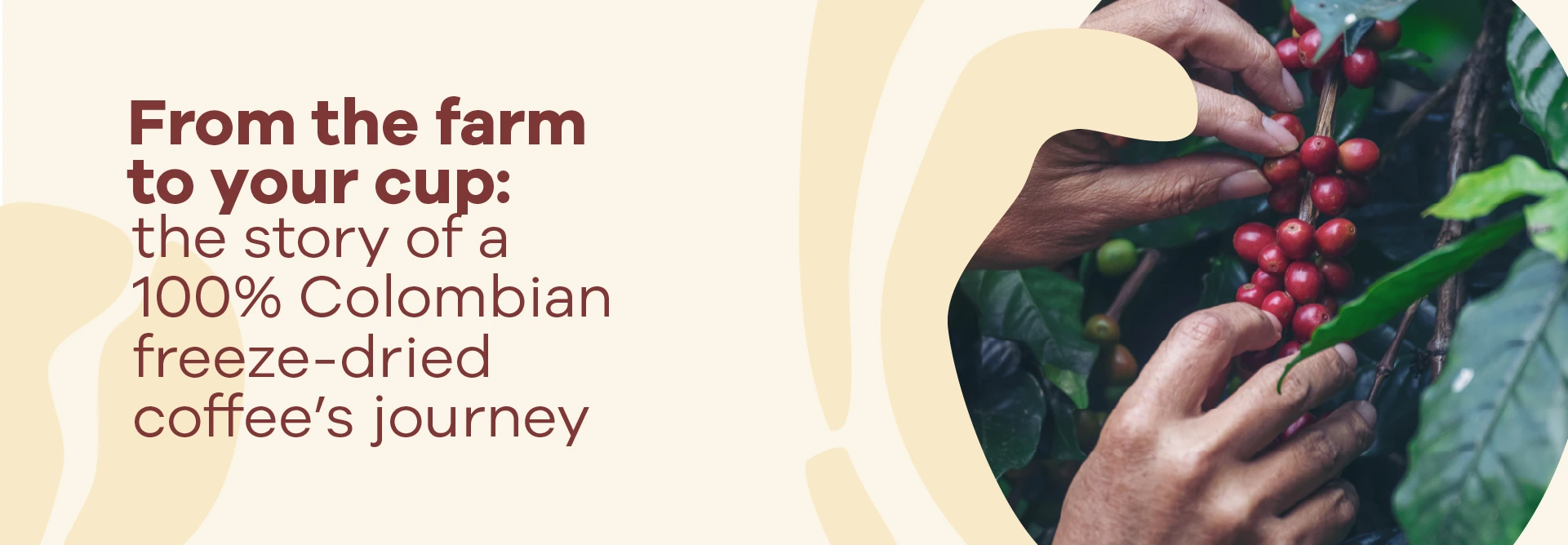 Read more about the article From the farm to your cup: the story of a 100% Colombian freeze-dried coffee’s journey