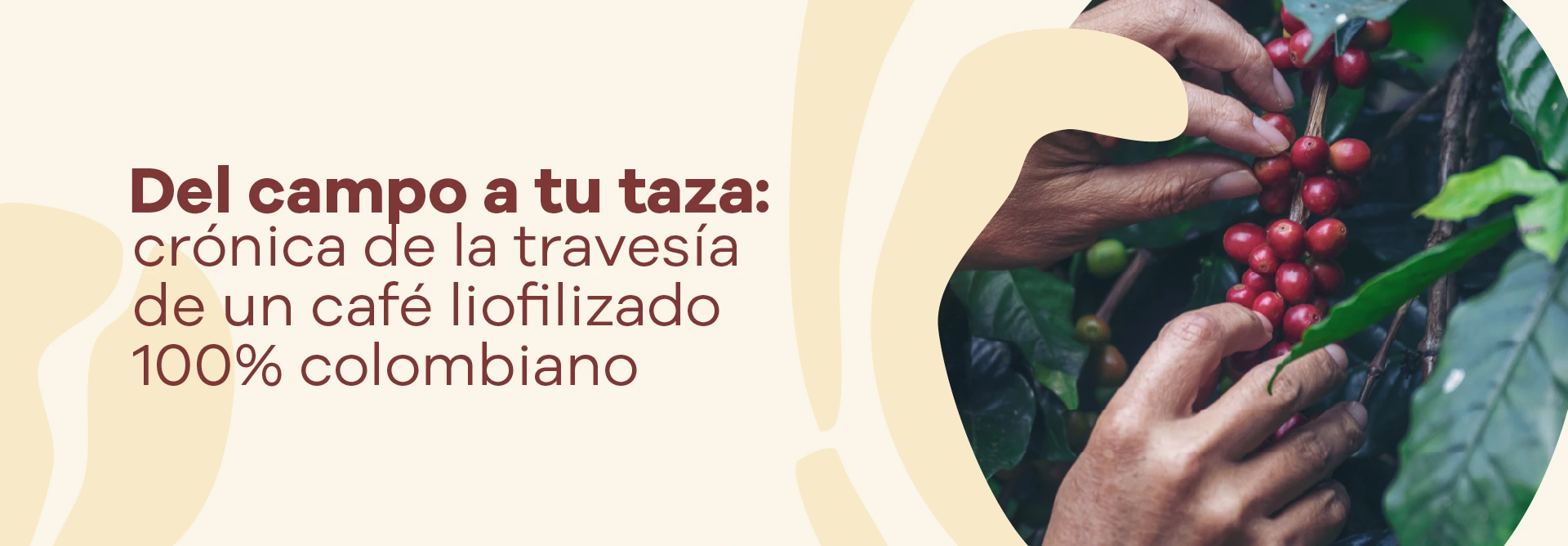Lee más sobre el artículo From the farm to your cup: the story of a 100% Colombian freeze-dried coffee’s journey