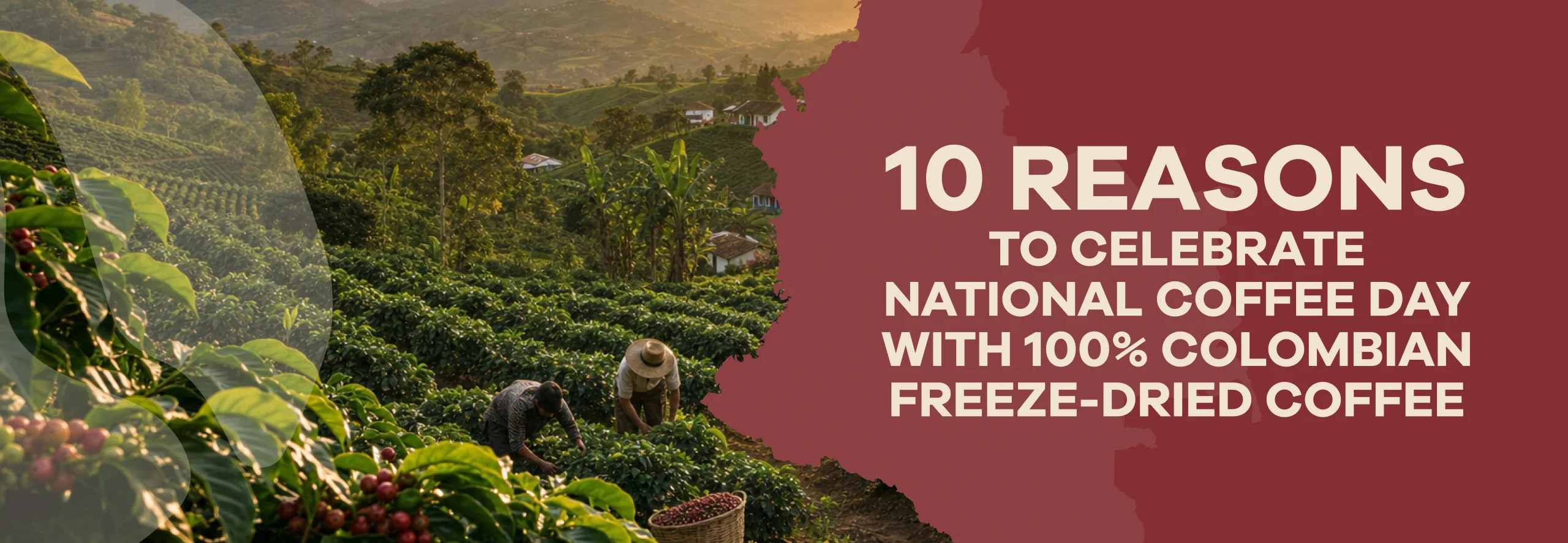 Read more about the article 10 Reasons to Celebrate National Coffee Day with 100% Colombian Freeze-Dried Coffee