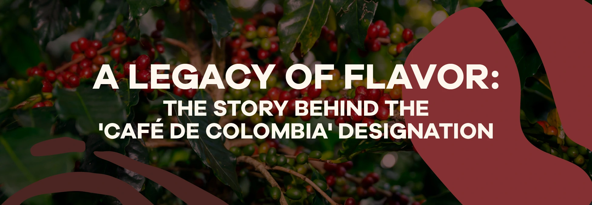 Read more about the article A Legacy of Flavor: The Story Behind the Café de Colombia Designation